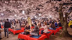 Persone che partecipano a un festival Hanami serale sotto i ciliegi in fiore a Kyoto.