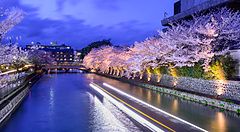 Il canale Okazaki a Kyoto illuminato di notte con ciliegi in fiore.