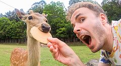Marco Togni che dà un biscotto a un cervo nel parco di Nara