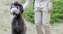 Marco Togni accarezza un cane nel parco Utsubo a Osaka.