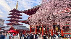 tempio Senso-ji ad Asakusa con fiori di ciliegio e persone.