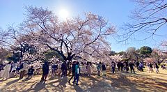 Persone sotto ciliegi in fiore a Shinjuku Gyoen in primavera.