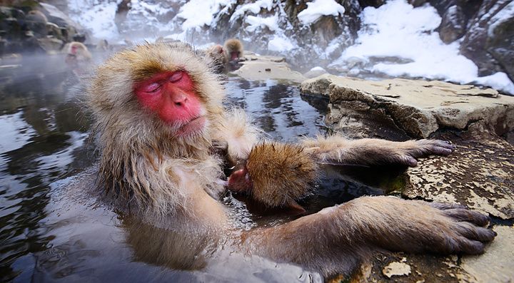 Macaco giapponese con cucciolo in una sorgente termale innevata.