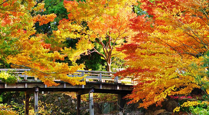 Ponte in legno immerso in foglie autunnali colorate a Nagoya, Giappone.