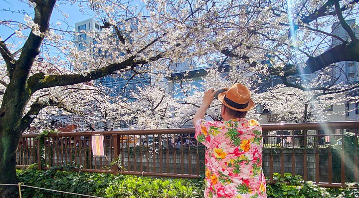 Persona ammira i ciliegi in fiore a Naka Meguro lungo un canale.
