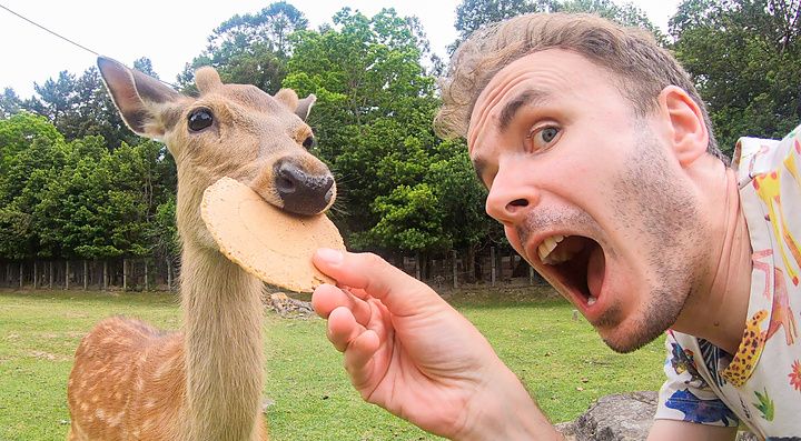 Marco Togni che dà un biscotto a un cervo nel parco di Nara