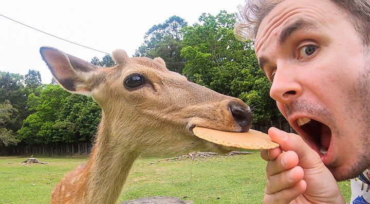 Marco Togni che nutre un cervo al parco di Nara con un biscotto.