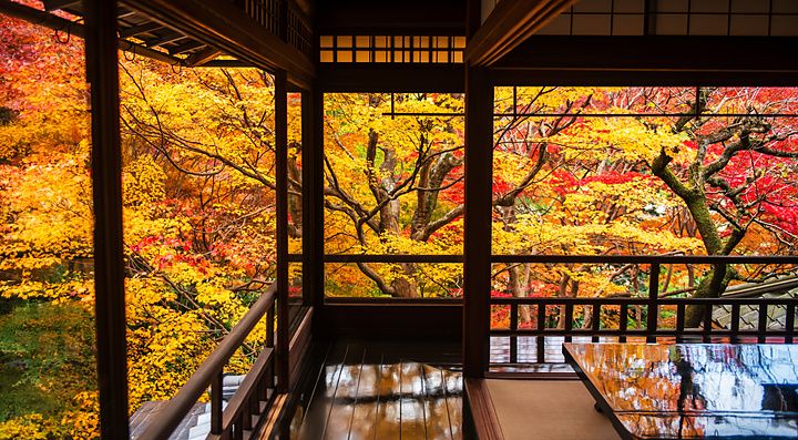 Vista dall'interno del tempio Rurikoin di Kyoto su un giardino con aceri autunnali dai colori accesi.