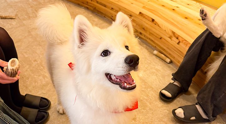 Un cane di razza samoiedo dal pelo bianco sorride all'interno di Samoedos tra le gambe di alcune persone.