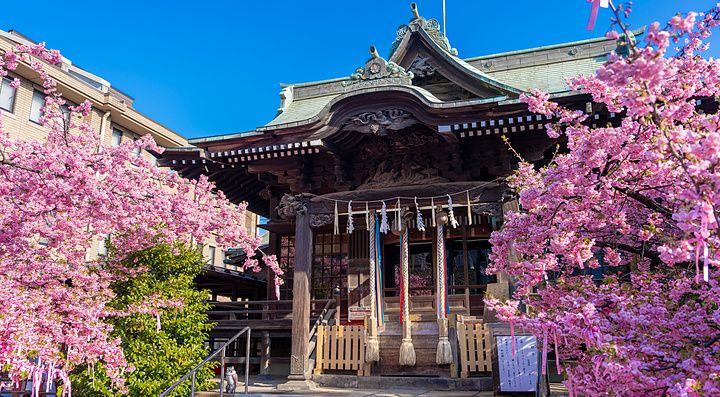 Santuario Sakura Jingu a Tokyo circondato da ciliegi in fiore con rami rosa intenso in primo piano.