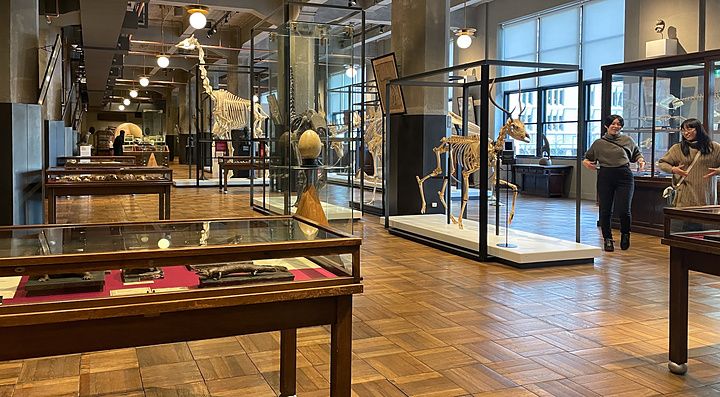 Veduta interna del museo Intermediatheque di Tokyo con scheletri di animali esposti in teche di vetro.