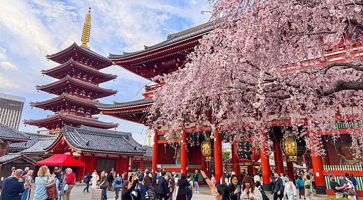 tempio Senso-ji ad Asakusa con fiori di ciliegio e persone.