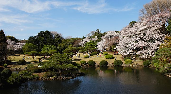 Shinjuku Gyoen in primavera con ciliegi in fiore e visitatori.