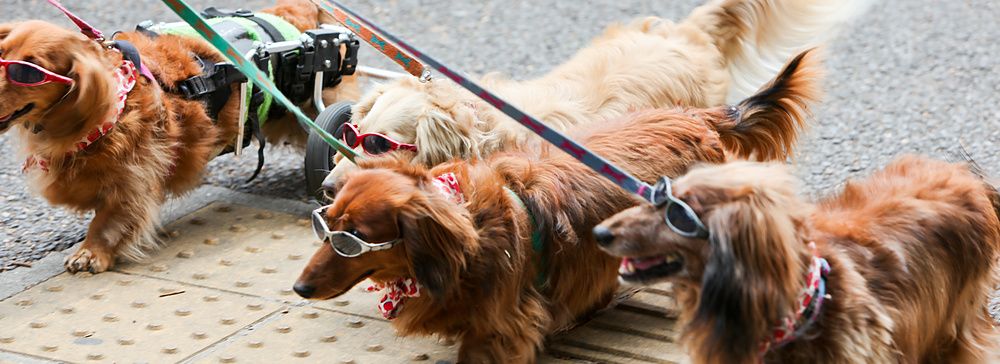 Quattro bassotti con occhiali camminano su un marciapiede in Giappone.