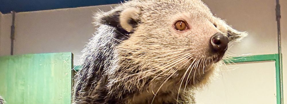 Marco Togni si scatta un selfie a Rare Zoo a Osaka mentre un binturong si trova su una mensola sopra la sua testa.