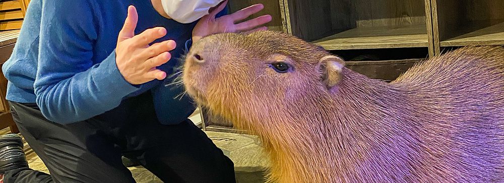 Marco Togni con mascherina si trova accanto a un capibara all'interno del locale Animeal a Osaka.