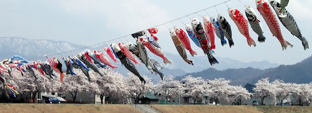 Carpe volanti Koinobori in una valle montana con ciliegi in fiore.