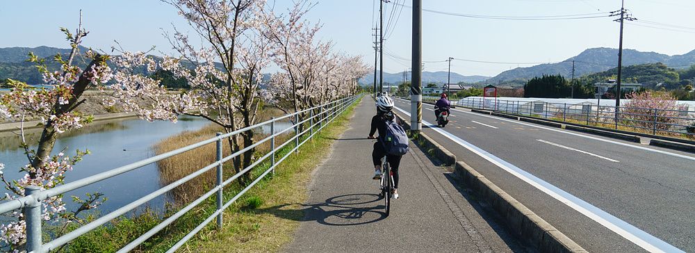 Ciclista sulla pista ciclabile del Shimanami Kaido con ciliegi in fiore.
