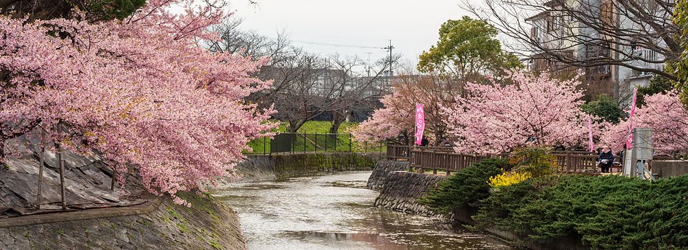 Alberi di ciliegio in fiore lungo le sponde del canale Yodo a Kyoto durante la primavera.