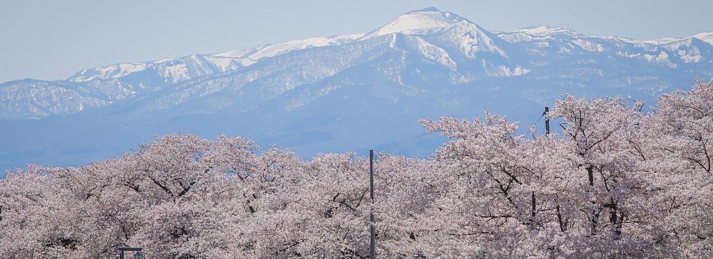 Ciliegi in piena fioritura con montagne innevate sullo sfondo al parco Kitakami Tenshochi in Giappone.
