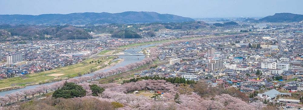 Veduta panoramica di ciliegi in fiore lungo il fiume Shiroishi, Shibata, vista dal parco delle rovine del castello di Funa...