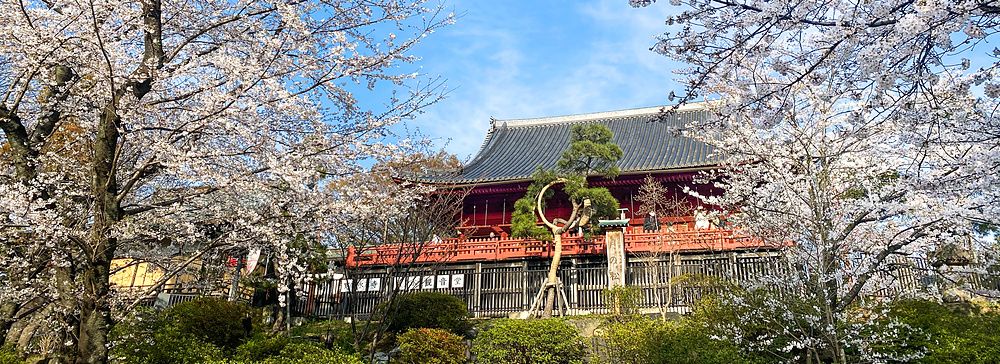 Ciliegi in fiore e tempio giapponese al Parco di Ueno.