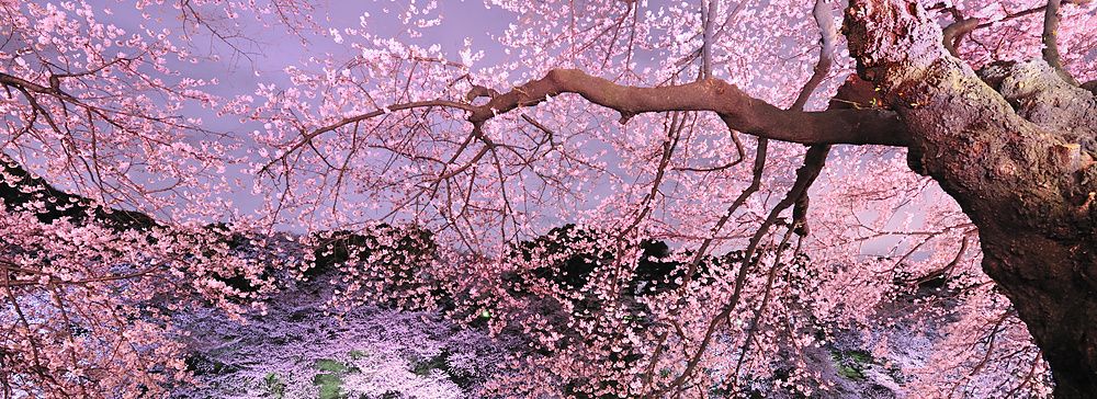 Ciliegio in piena fioritura illuminato di notte in Giappone.