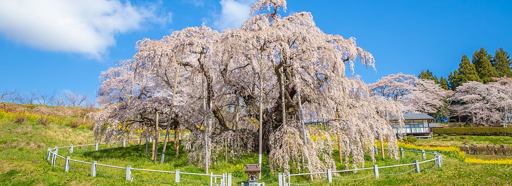 Antico ciliegio piangente in fiore a Miharu Takizakura, circondato da fiori gialli sotto un cielo sereno.