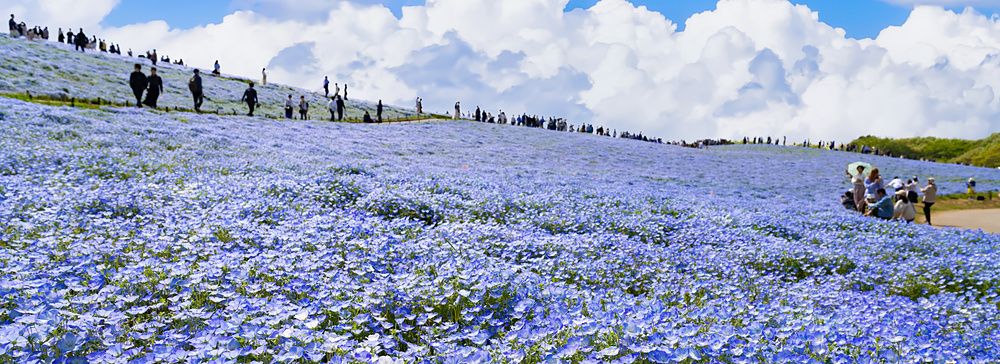 Distesa di fiori azzurri sulla collina del Hitachi Seaside Park con persone che passeggiano sotto un cielo azzurro.
