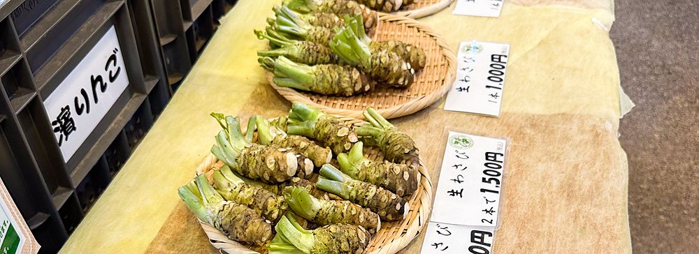 Rizomi di wasabi fresco in vendita su cestini di vimini con cartellini dei prezzi a Daio Wasabi Farm, Nagano.