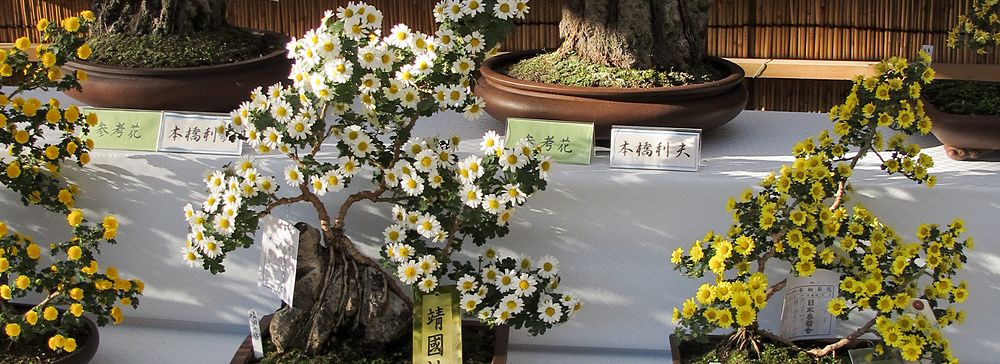 Esposizione bonsai giappone in Giappone con piccoli alberi in fiore bianchi e gialli disposti su ripiani.