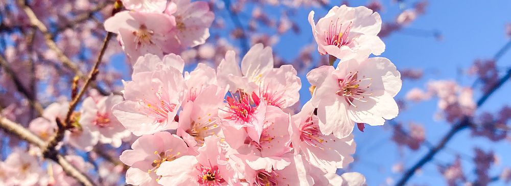 rami di sakura in piena fioritura con fiori rosa su sfondo di cielo azzurro