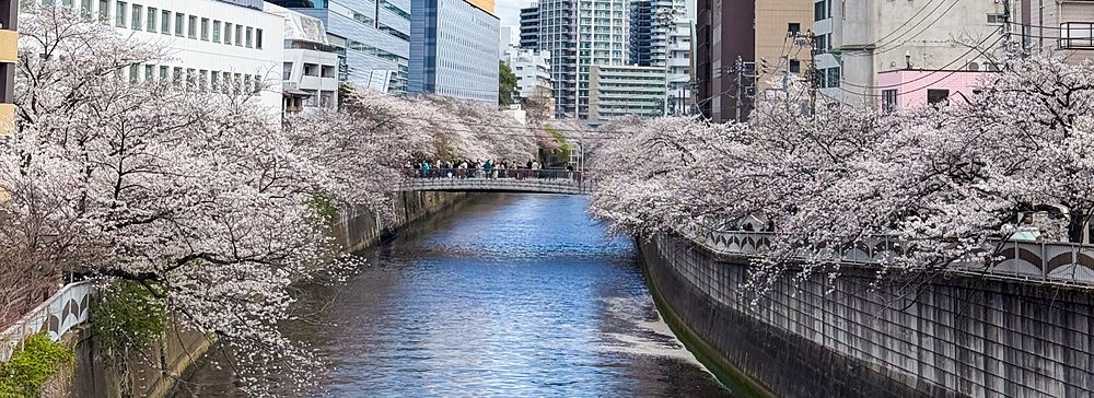 Veduta del Fiume Meguro a Tokyo con alberi di ciliegio in fiore lungo gli argini e moderni edifici sullo sfondo.