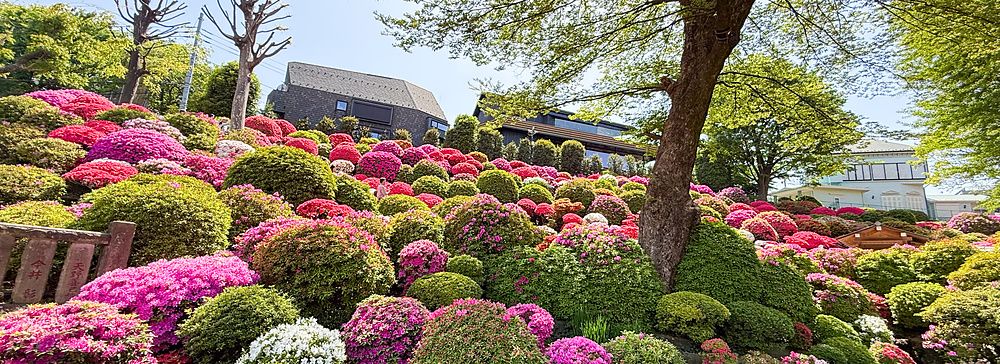Il giardino delle azalee al tempio Nezu a Tokyo presenta una collina ricoperta di fiori colorati sotto un cielo azzurro.