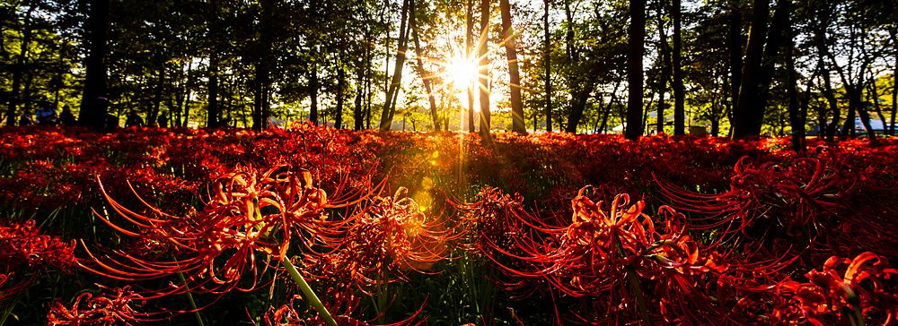 Densa distesa di gigli ragno rossi in un bosco illuminato dal sole calante tra gli alberi.