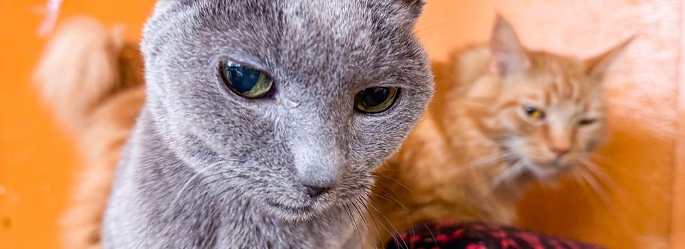Due gatti, uno grigio e uno arancione, siedono su una cuccia all'interno del Gurugurudo Cat Cafe di Osaka.
