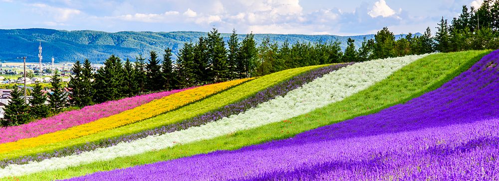 Campi fioriti multicolore all'Irodori field, Tomita farm, Furano, Giappone.