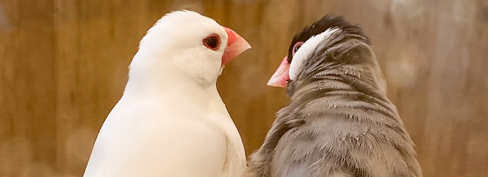Due passeri di Giava, uno bianco e uno grigio, dentro una ciotola d'acqua nel Kotori Cafe ad Osaka.