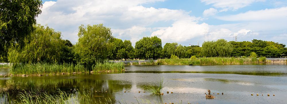 Laghetto immerso nel verde con canneti e alberi nel Toneri Park, Tokyo, sotto un cielo azzurro con nuvole.