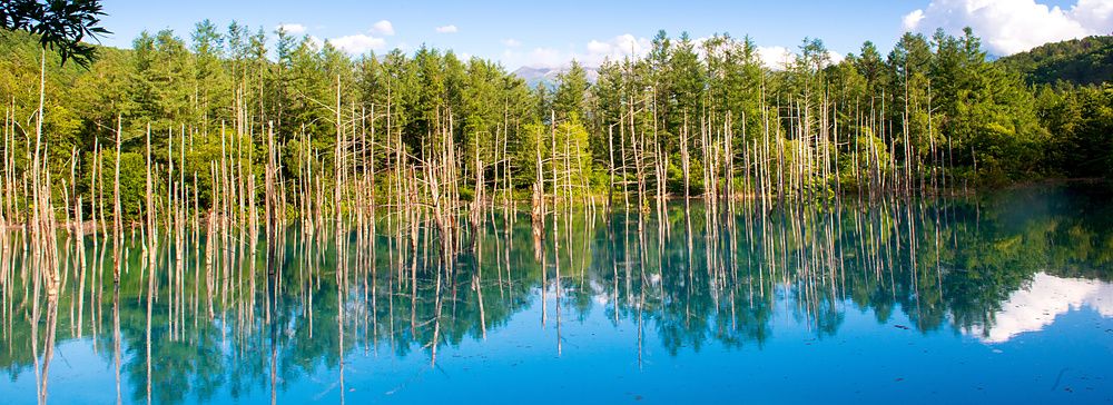 Veduta del lago Shirogane con tronchi spogli che emergono dall'acqua azzurra sotto un cielo terso.