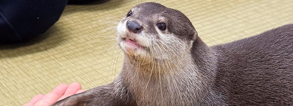 Una lontra poggia la zampa sulla mano di una persona all'interno della sede di Loutre a Osaka.