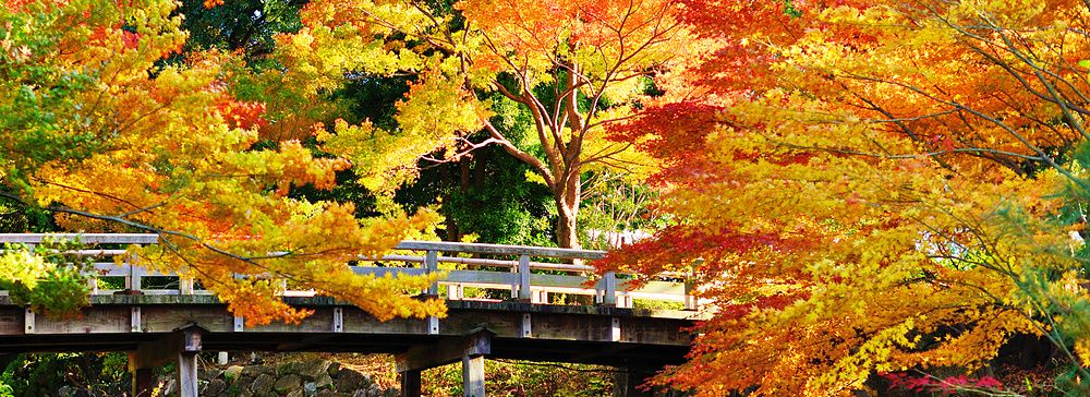 Ponte in legno immerso in foglie autunnali colorate a Nagoya, Giappone.