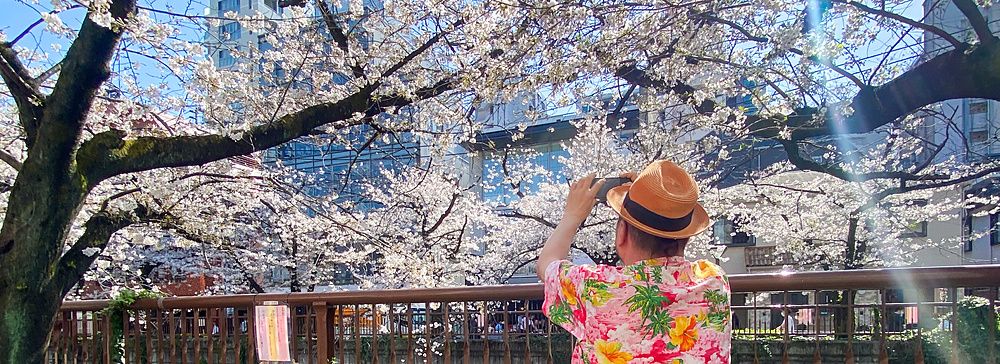 Persona ammira i ciliegi in fiore a Naka Meguro lungo un canale.
