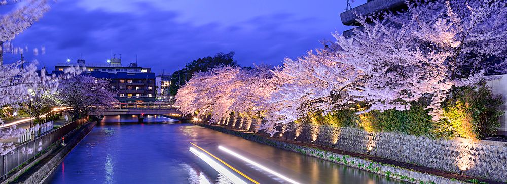 Il canale Okazaki a Kyoto illuminato di notte con ciliegi in fiore.