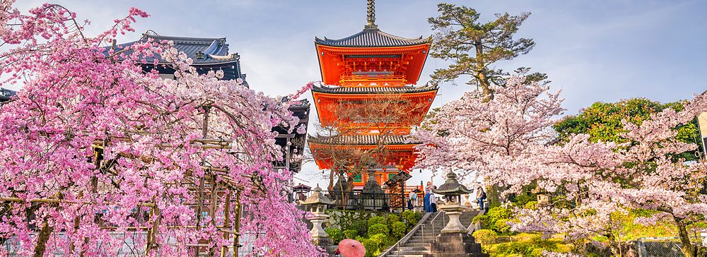 La pagoda rossa del tempio Kiyomizu-dera circondata da alberi di ciliegio in fiore durante la stagione primaverile a Kyoto.