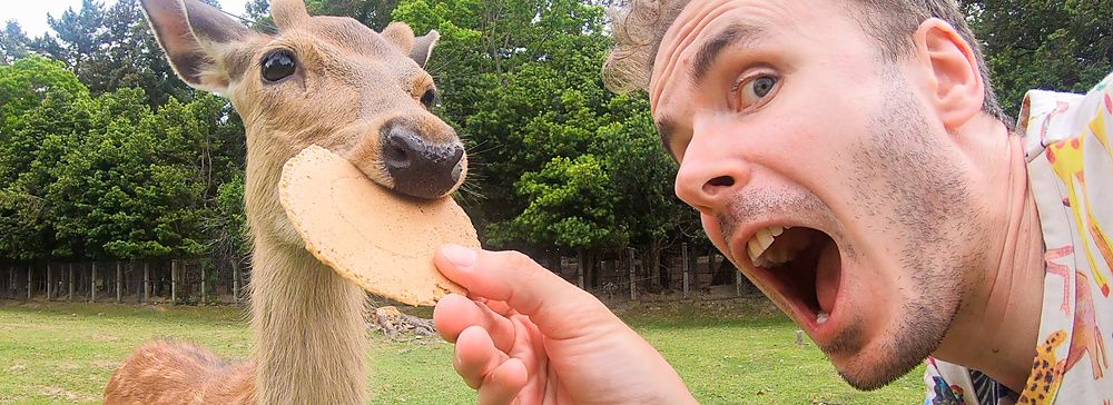 Marco Togni che dà un biscotto a un cervo nel parco di Nara