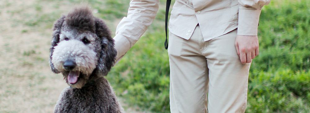 Marco Togni accarezza un cane nel parco Utsubo a Osaka.