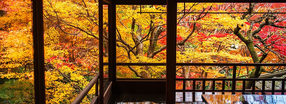 Vista dall'interno del tempio Rurikoin di Kyoto su un giardino con aceri autunnali dai colori accesi.
