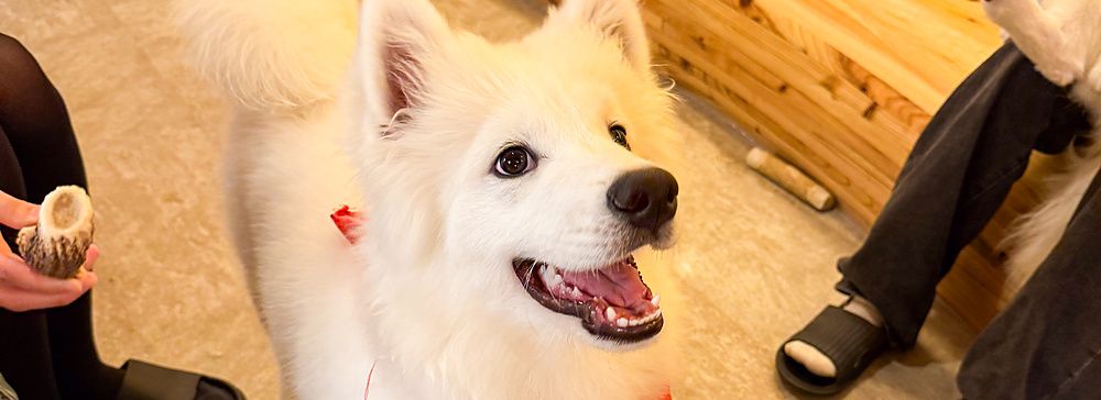 Un cane di razza samoiedo dal pelo bianco sorride all'interno di Samoedos tra le gambe di alcune persone.