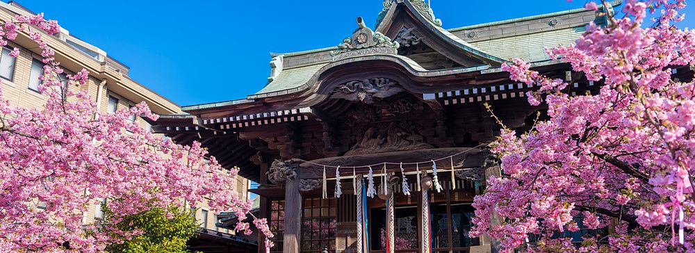 Santuario Sakura Jingu a Tokyo circondato da ciliegi in fiore con rami rosa intenso in primo piano.